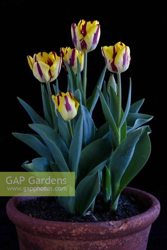 Triumph tulips , Tulipa Helmar in a terracotta pot photographed against black.
