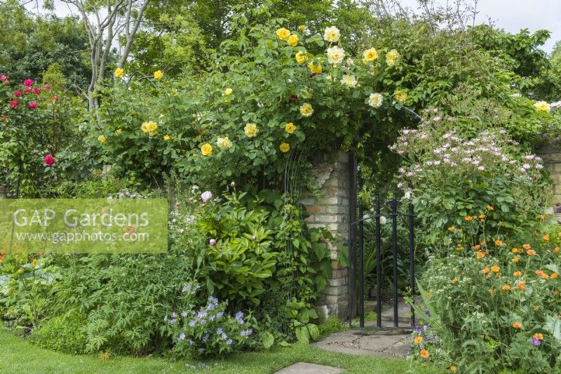 mixed borders next to gateway in wall with roses,geums, geraniums and peonies. June