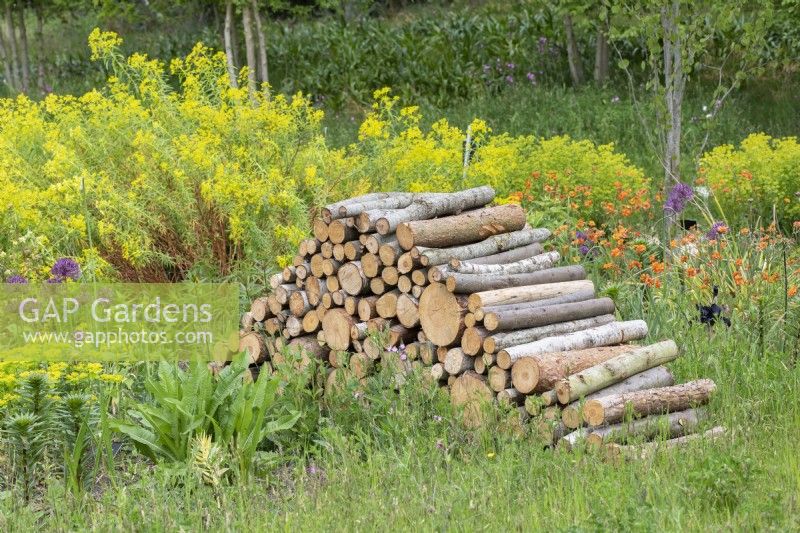 Log pile in the wildlife garden at RHS Wisley
