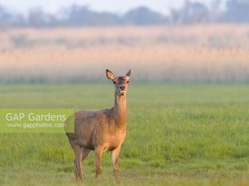 Cervus elaphus - Red Deer young hind on Norfolk grazing marsh