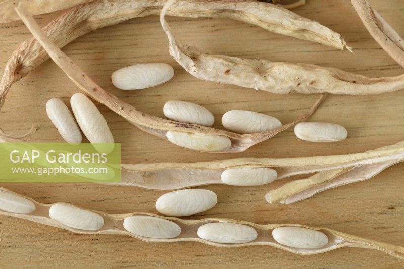 Phaseolus vulgaris  Dwarf French bean  Saved seed from dried pods  December