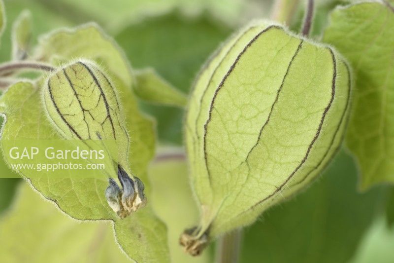Physalis peruviana  Cape gooseberry  Goldenberry  Green papery calyx round unripe fruit at different stages  November