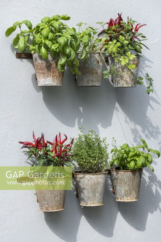 Rusted metal plant containers on wall with herbs and edible plants including basil, coriander, mixed chillis and thyme.

The Green Sky Pocket Garden 

Designer: James Smith

Category: Balcony Garden

RHS Chelsea Flower Show 2021