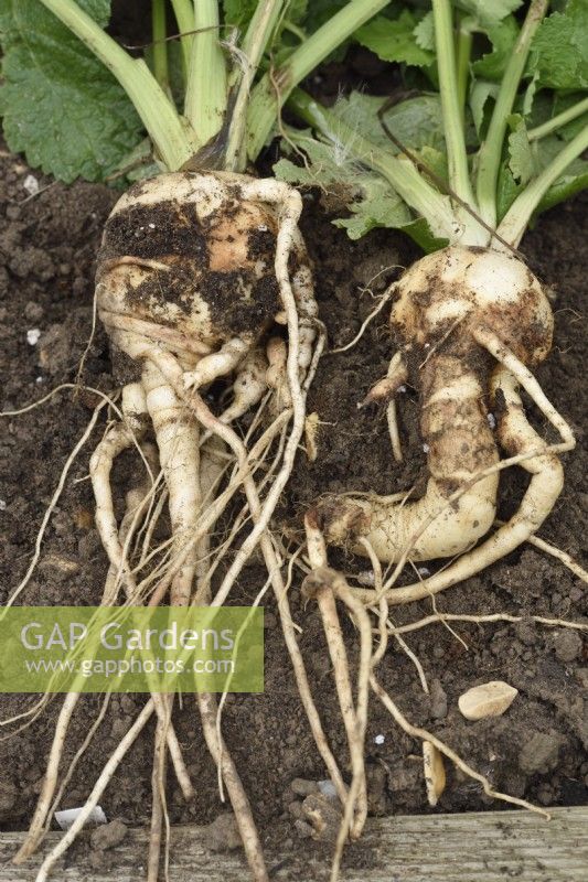Pastinaca sativa  Parsnip  Forked and blemished roots  September
