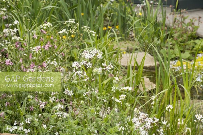 Wildflower planting in 'The Hide Garden' at the RHS Malvern Spring Festival 2022  - Designer - Emily Crowley-Wroe - Best in Show - Silver Gilt Medal