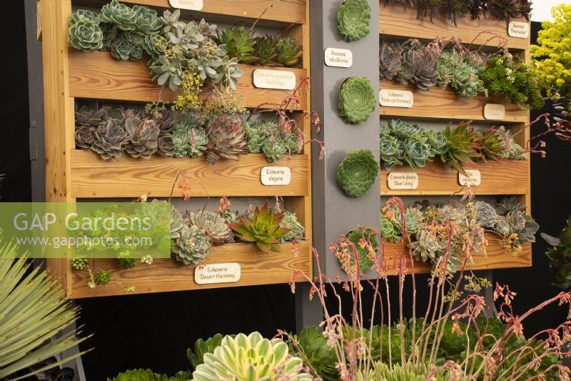 Succulent plant display in the Floral Marquee at the RHS Malvern Spring Festival 2022 - Surreal Succulents - Gold Medal winner