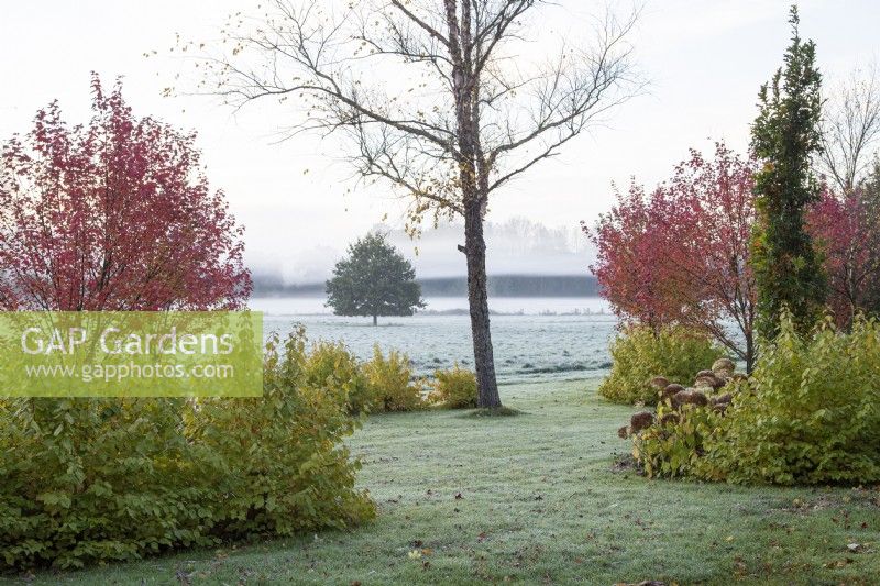 Early morning fog in the Gap Meadow designed by Adrian Bloom, The Bressingham Gardens, Norfolk - November

Acer rubrum 'Brandywine', Betula nigra 'Heritage', Cornus sanguinea 'Midwinter Fire', Quercus robur