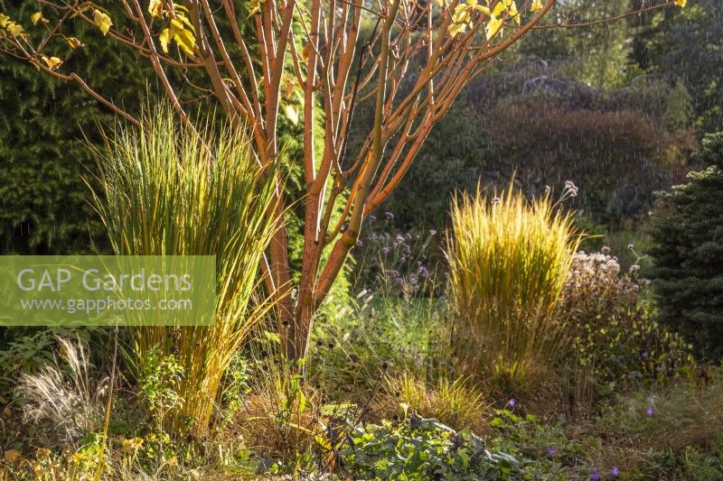 Acer x conspicuum 'Phoenix' with Panicum virgatum 'Northwind' in evening sunlight - October

Foggy Bottom, The Bressingham Gardens, Norfolk, designed by Adrian Bloom