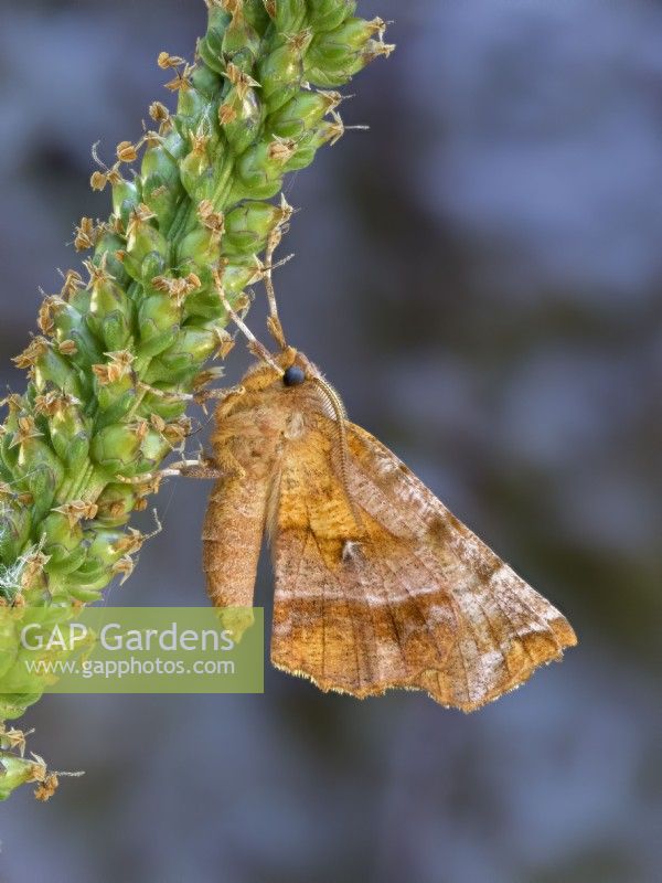 Selenia dentaria - Early Thorn Moth resting on Plantago Atropurpurea - Red Plantain flower head