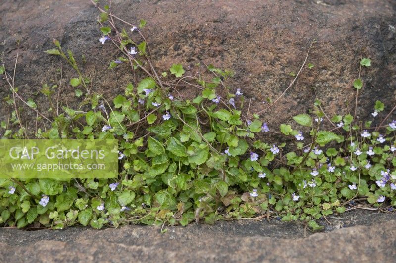 Cymbalaria muralis - Ivy leaved toadflax growing from between the cracks between the rocks in a rockery. 