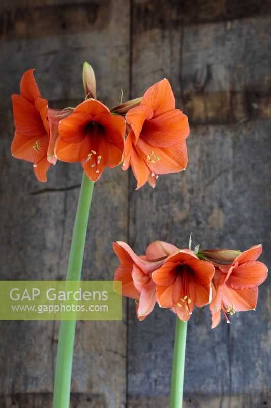 Hippeastrum reginae Amaryllis. The flowering stems have been  photographed  against a rustic wooden background.