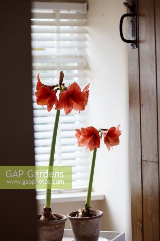 Two pots of Hippeastrum reginae, Amaryllis, seen through a wooden doorway in a vintage domestic setting.