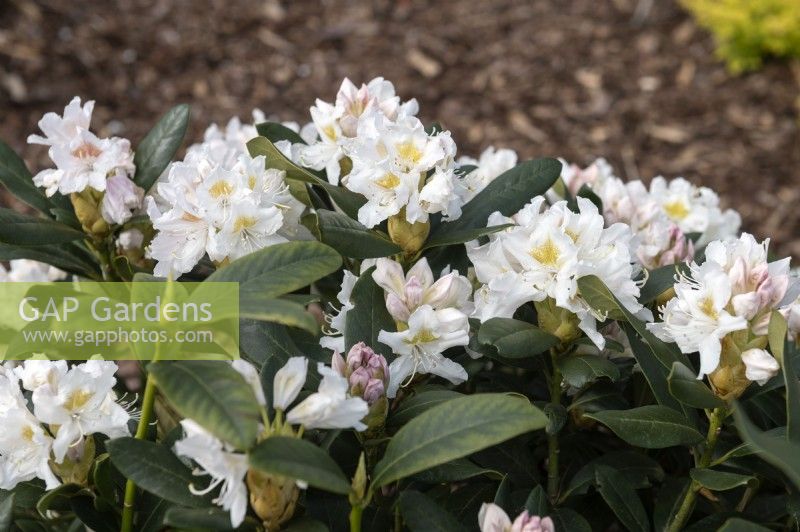 Rhododendron x 'Cunningham's White'