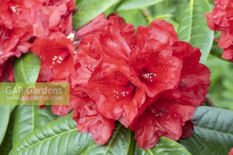 Rhododendron 'Red Ruffles'. Close up flowers and foliage.Whitstone Farm. NGS garden, Devon. Spring. 