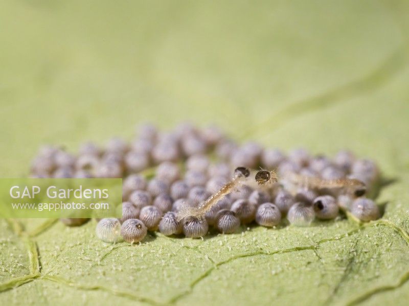 Mamestra brassicae - Cabbage Moth eggs hatching on underside of nasturtium leaf