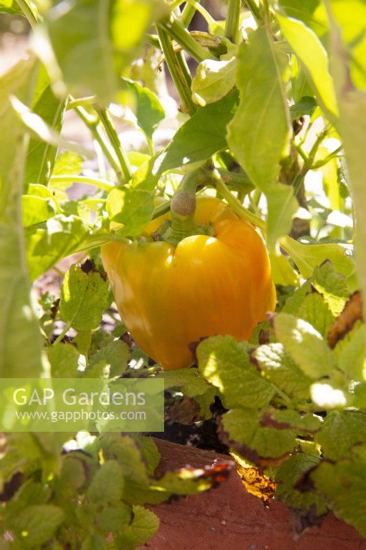 Yellow pepper in vegetable garden
