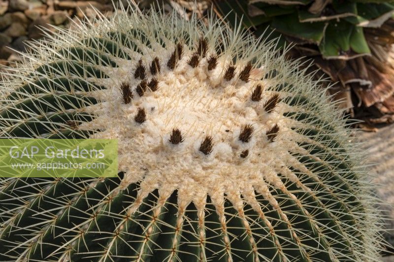 Echinocactus grusonii  golden barrel cactus