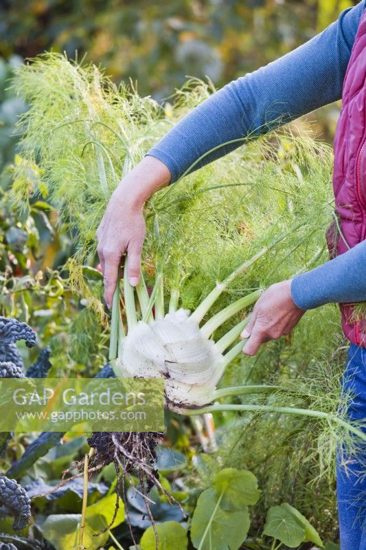Woman harvesting Florence fennel from a raised bed.