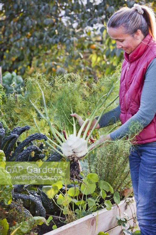 Woman harvesting Florence fennel from a raised bed.