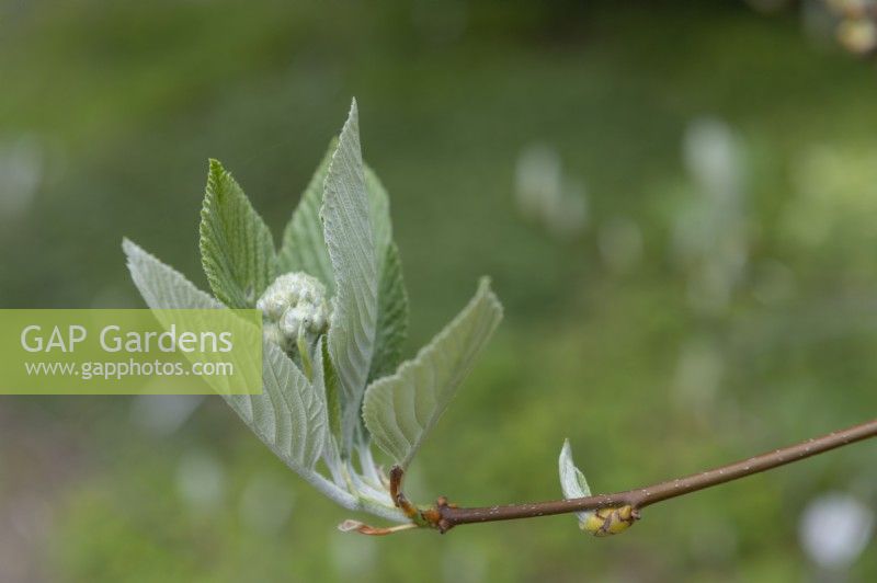 Sorbus aria whitebeam 