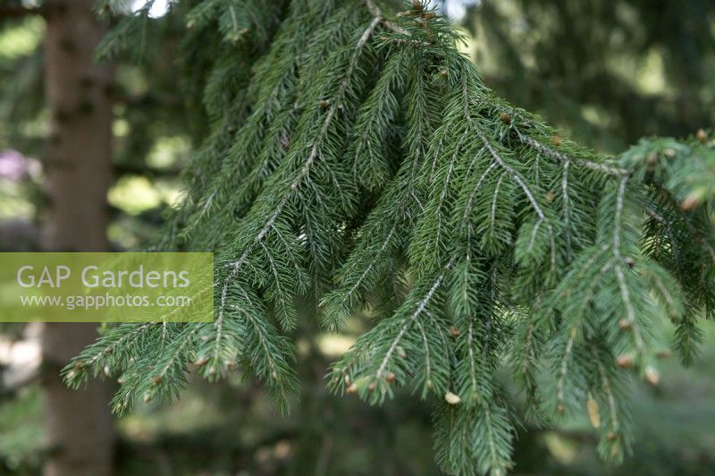 Picea wilsonii Wilson's Spruce