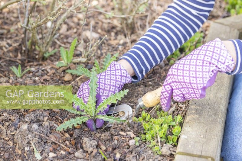 Woman using a hand fork to remove a thistle from a raised bed