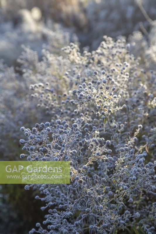 Symphyotrichum laeve in frost - smooth aster - November