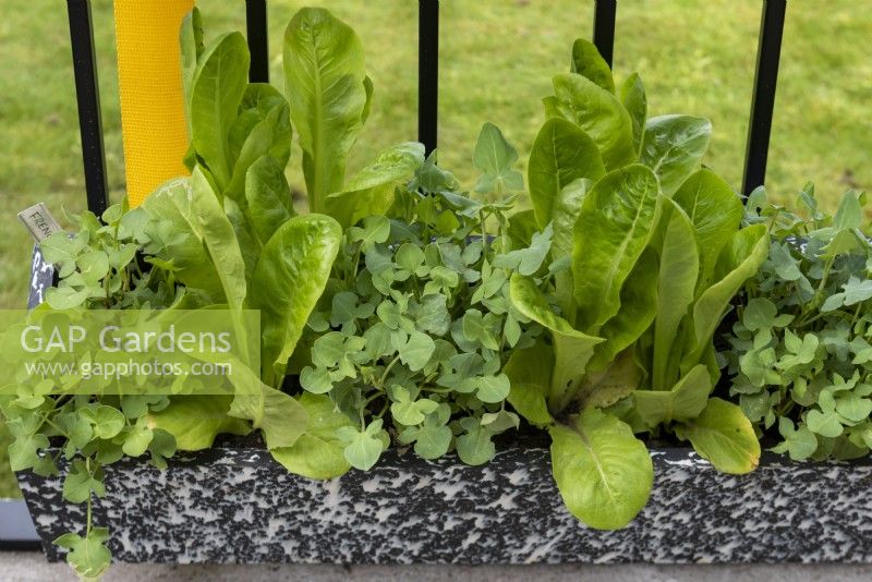 Rumex scutatus and Cos Lettuces planted in a narrow container on The Potting Balcony Garden designed by; William Murray