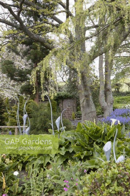 Lilly sculptures by Matt Coe of Dingle Designs, sit amongst pond side planting including Zantedeschia aethiopica with various trees and bluebells in background. Whitstone Farm, NGS Devon garden. Spring. 