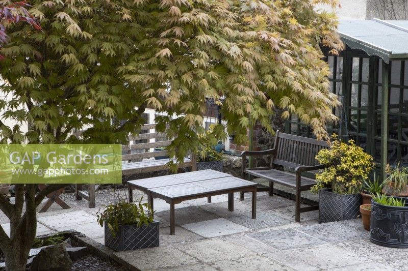 An acer palmatum grows over a patio seating area with a wooden tables and two benches and a garden room behind.Whitstone Farm, NGS Devon garden. Spring. 