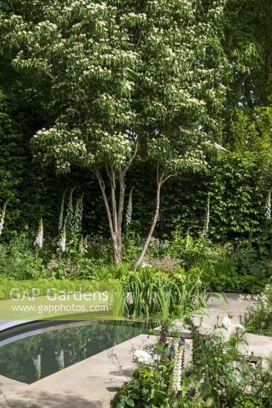Multi stem flowering Cornus kousa underplanted with white foxgloves, Pachysandra and Epimedium with pool leading to a central water rill - The Perennial Garden 'With Love', RHS Chelsea Flower Show 2022