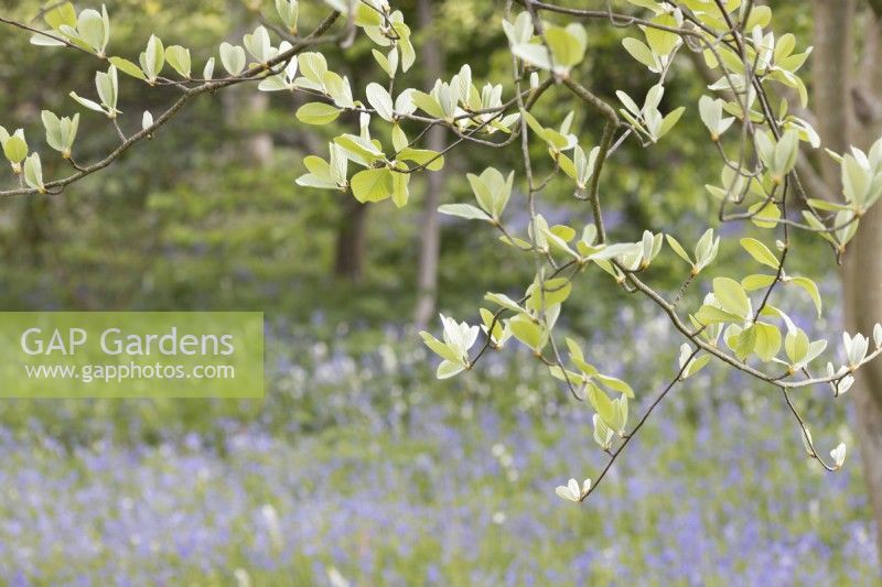 Whitebeam Sorbus aria spirng leaves with background of bluebells.   Spring.