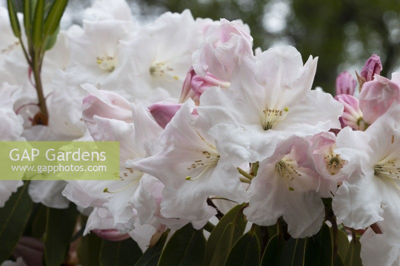 Rhododendron Loderi 'King George' flowers. Spring.