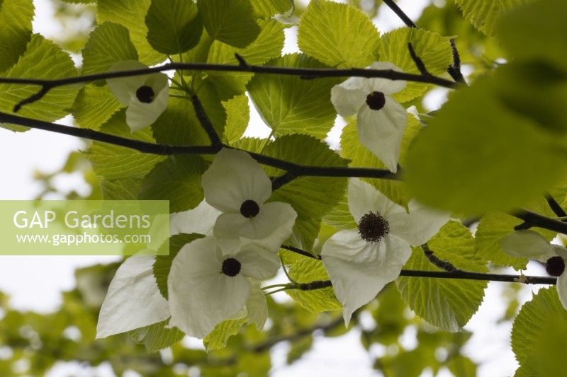 Detail of a pocket handkerchief tree, Davidia involucrata, flowers. Dove-tree, ghost tree. Spring.