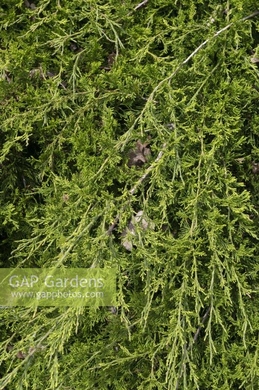 Juniperus sabina,  savin juniper 