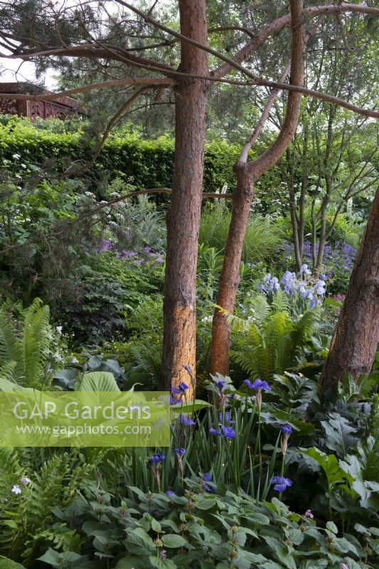 Uplighter on trunk of Pinus sylvestris, underplanted with Iris pallida subsp. pallida, hosta and ferns - The RNLI Garden, RHS Chelsea Flower Show 2022 - Gold Medal