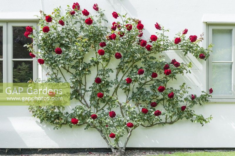 Climbing red rose trained on white painted wall of house. June