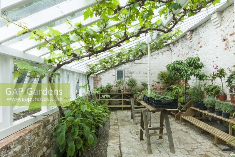Vinery, Leanto glasshouse with grape vines and potted plants on staging and temporary trestle table. Brick flooring. June