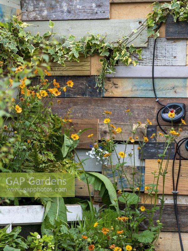 ReThink garden featuring reused items such as cans and wood with vibrant greens and oranges in the planting