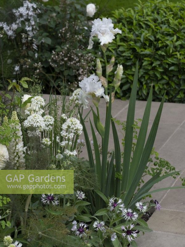 Iris Madeiria Belle coupled with white soft planting beside clean paving with beech hedging.