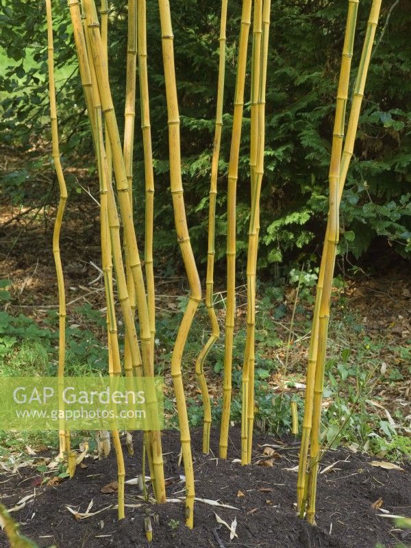 Phyllostachys aureosulcata f. spectabilis Yellow groove bamboo at Batsford arboretum