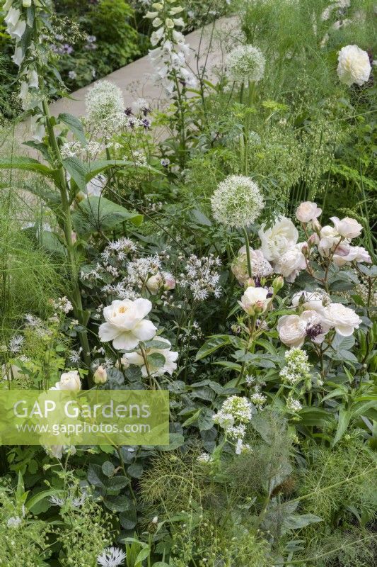 Green and white herbaceous planting  with Rosa 'Desdemona' and Allium - The Perennial Garden With Love