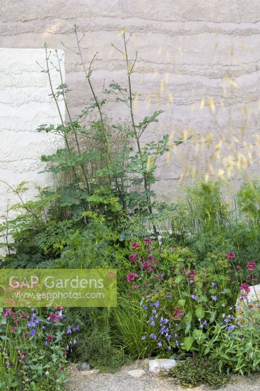 The planting by clay rendered wall includes Centranthus ruber , Aralia cordata and Campanula  in The Mind Garden 