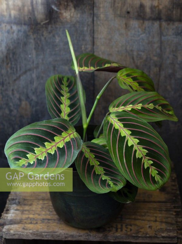 Ctenanthe Burle-Marxii, the Fishbone or Prayer plant, grown as a houseplant on an upturned wooden crate.