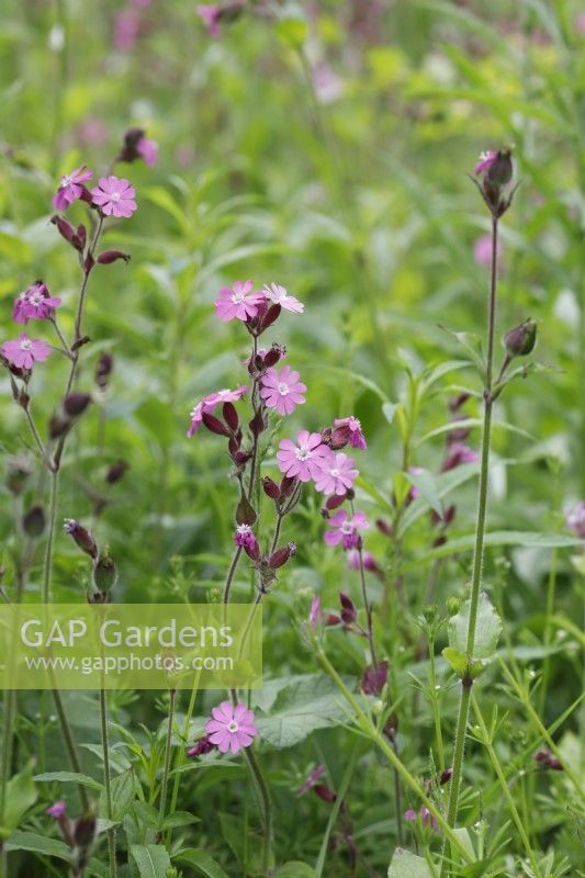Silene dioica - Red campion