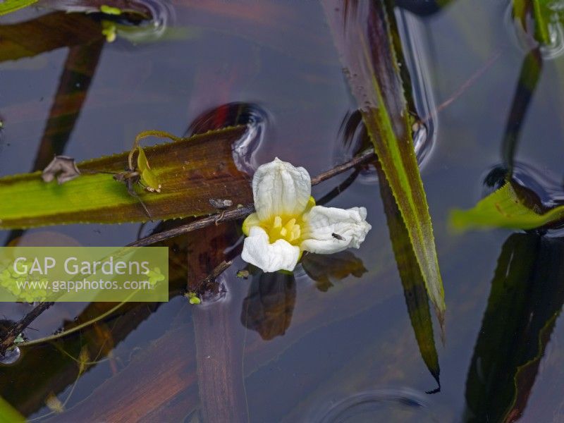 Stratiotes aloides  water soldier in flower early June Summer