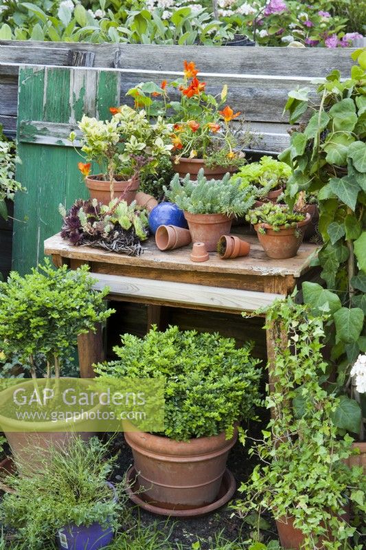 Outdoor potting table. with pots of succulents, annuals and shrubs.