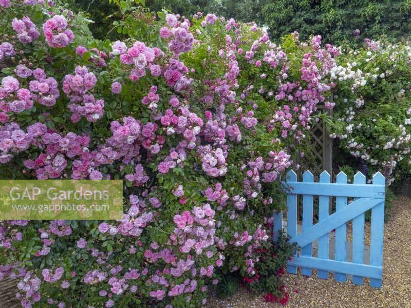 Rosa 'Rural England' rambling rose in full bloom and blue gate in cottage garden Norfolk June