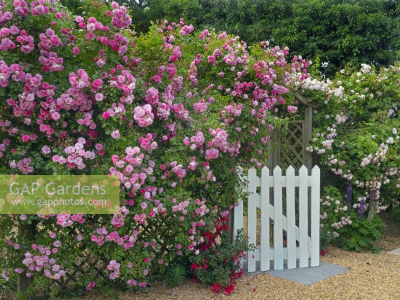 Blush rambling rose in full bloom and white gate in cottage garden Norfolk June
