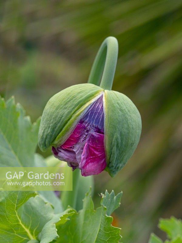  Papaver somniferum - Opium Poppy bursting bud Norfolk UK late June